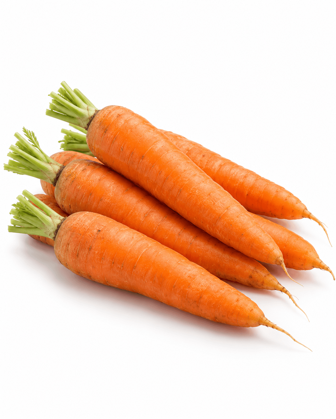 Fresh carrots with trimmed tops
