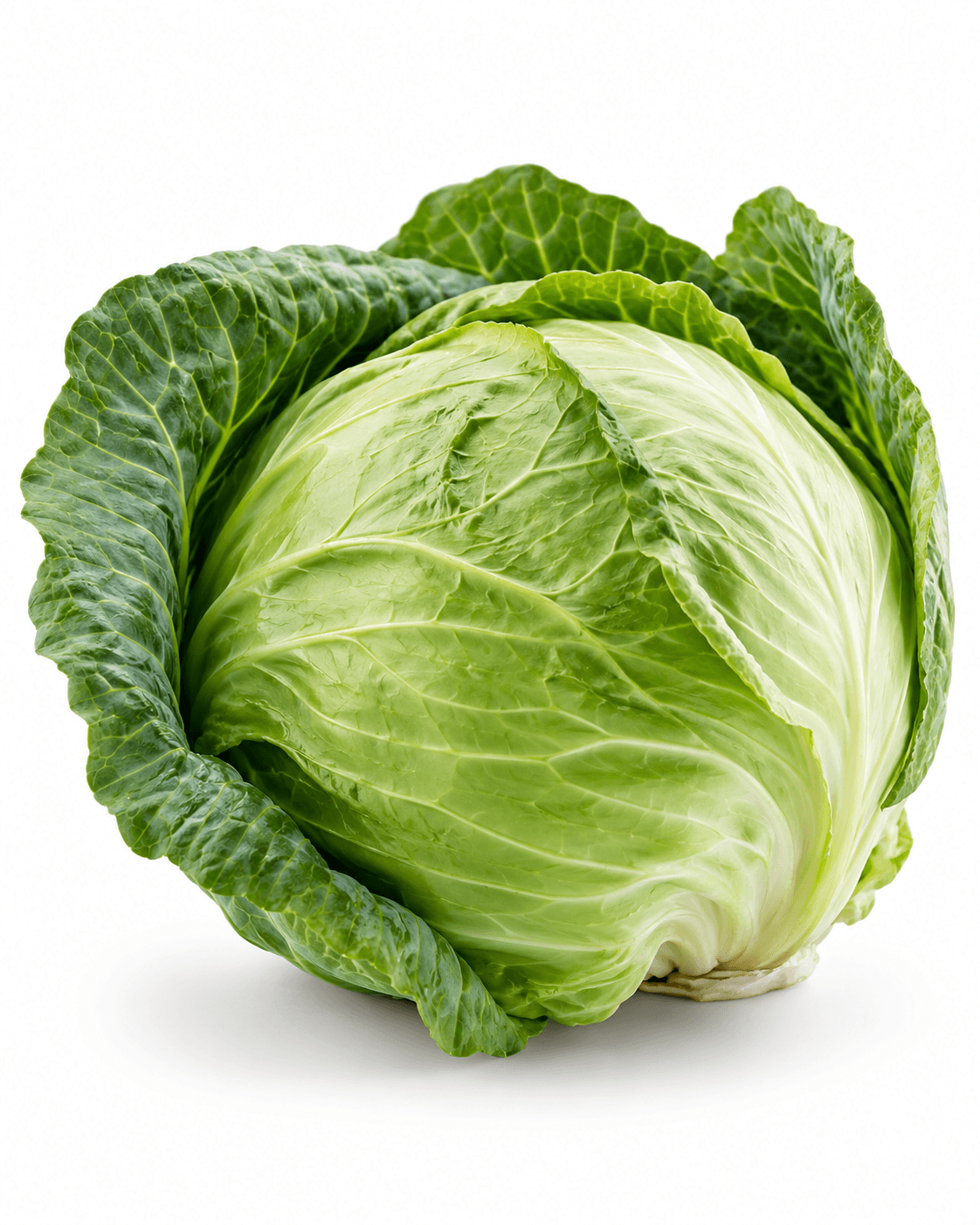 Fresh green cabbage head